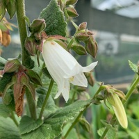 Campanula rhomboidalis 